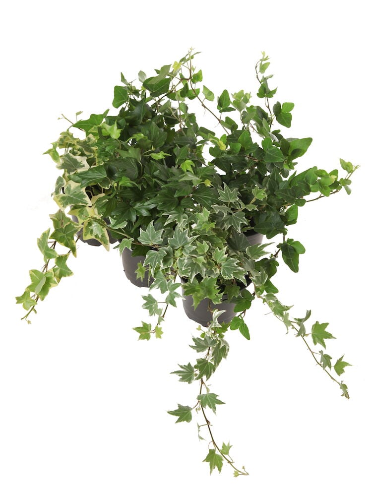 Muratti ruukussa vihreillä roikkuvilla lehdillä.