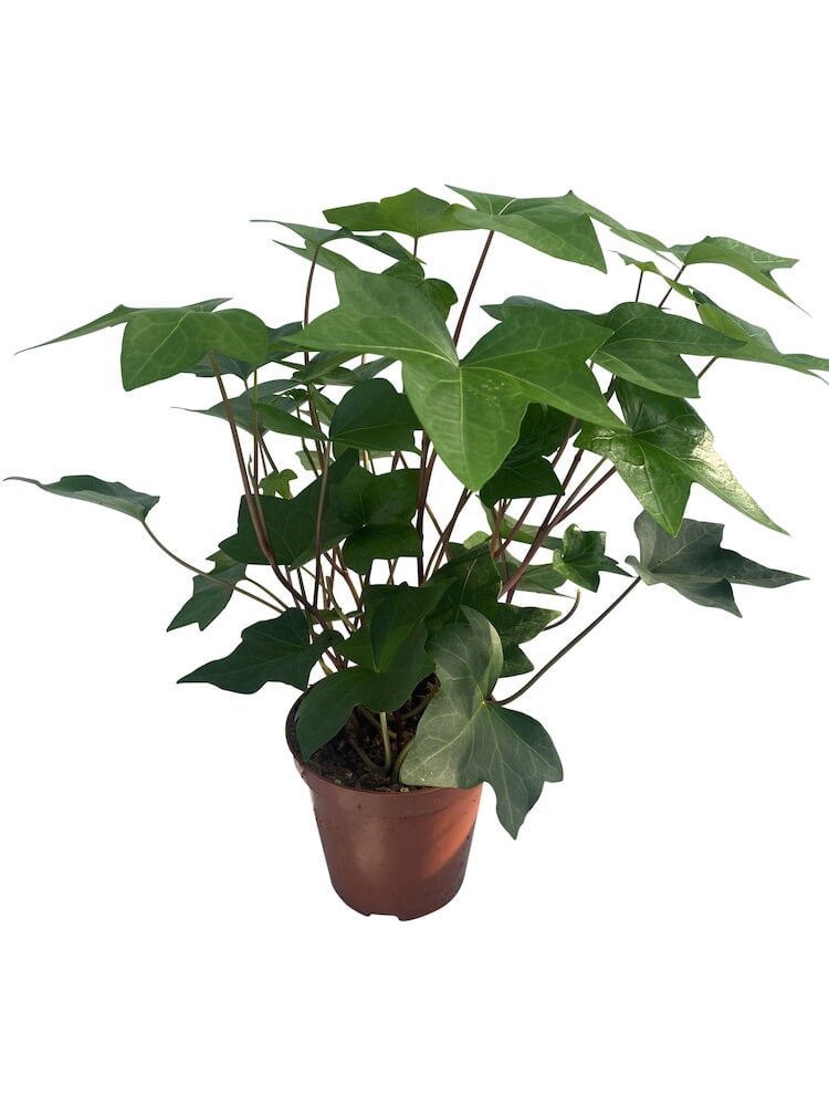 Vihreä muratti ruskeassa muoviruukussa, jossa on suuret lehdet.