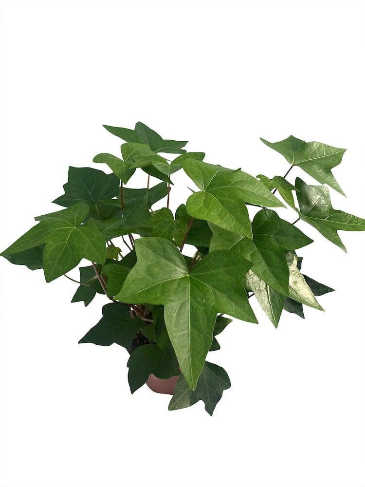 Muratti ruukussa kiiltävillä tummanvihreillä lehdillä.