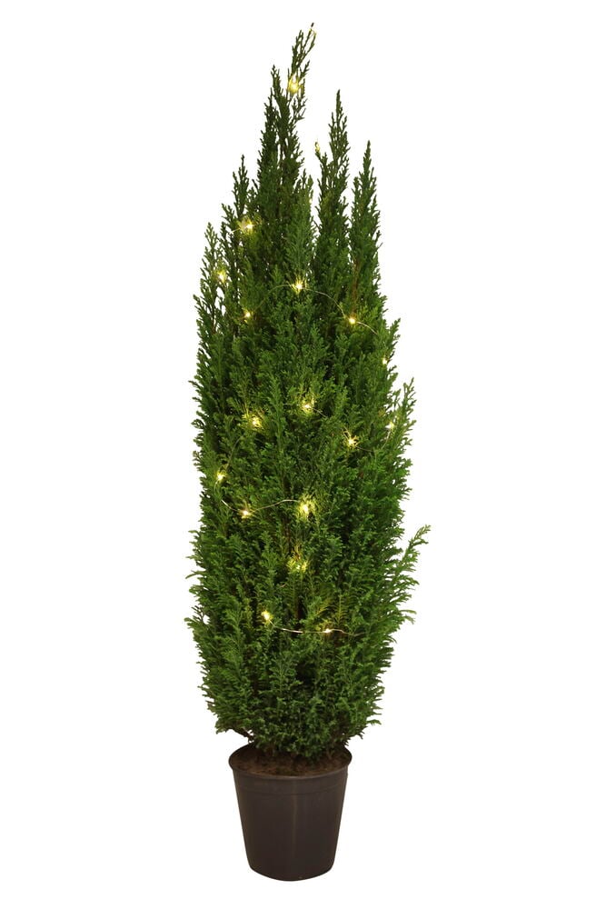 Sypressi Ellwoodii - 4