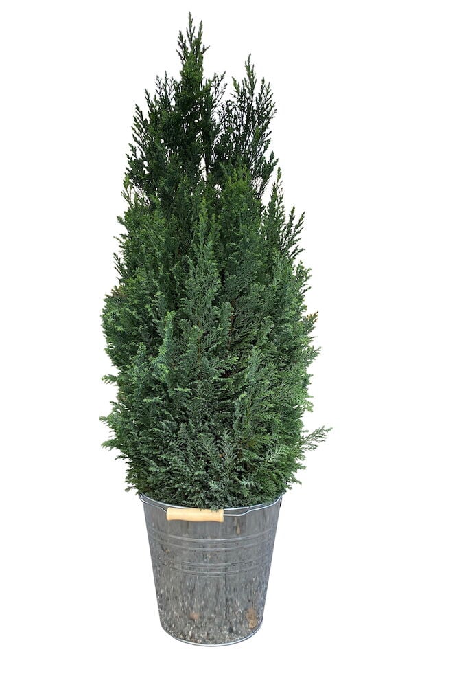 Sypressi Ellwoodii - 2