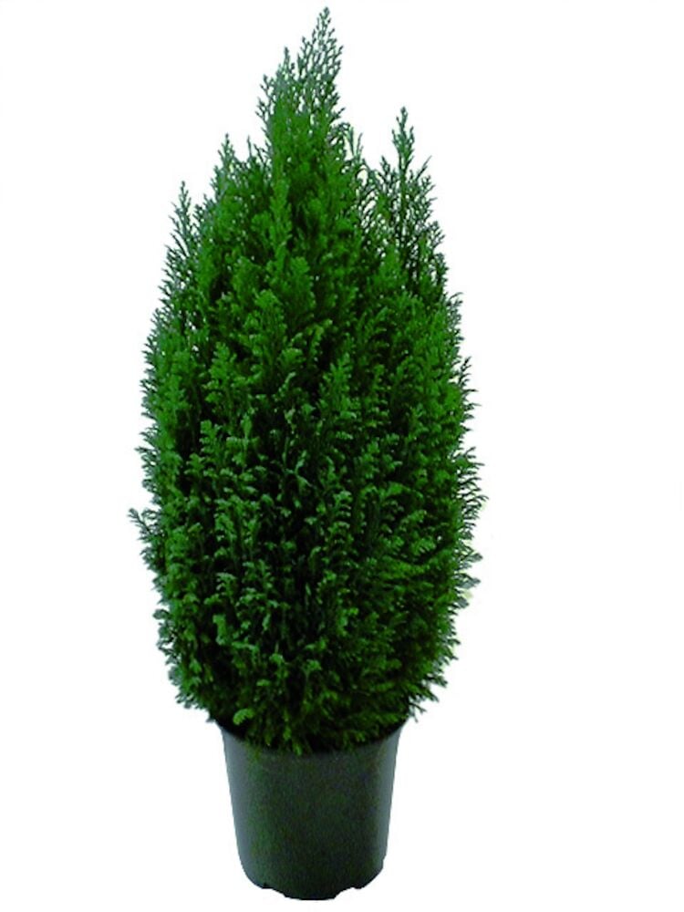 Sypressi Ellwoodii - 3