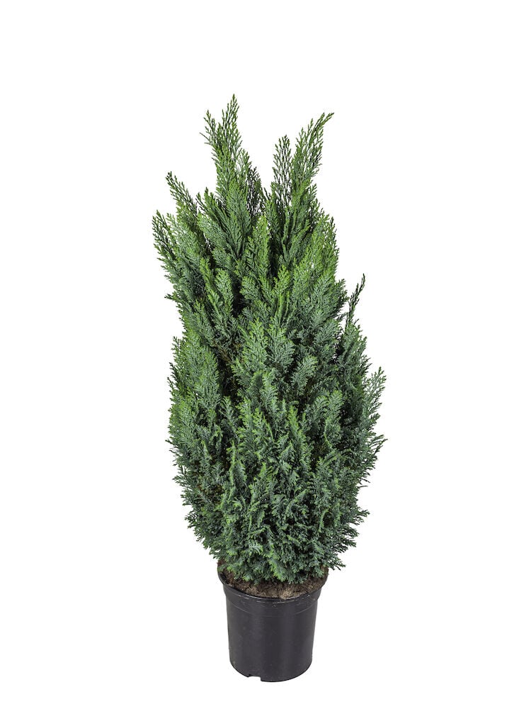 Sypressi Ellwoodii 80-90 cm P21 mustassa ruukussa, tiheällä vihreällä lehdistöllä ja kartiomaisella muodolla.