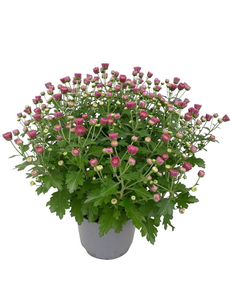 Ruukkukasvi Pallokrysanteemi 14 cm, jossa on monta violettia kukkanuppua ja vihreitä lehtiä harmaassa ruukussa.