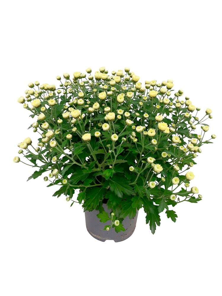 Pallokrysanteemi 14 cm kasvi vaaleankeltaisilla nupuilla ja vihreillä lehdillä harmaassa ruukussa.