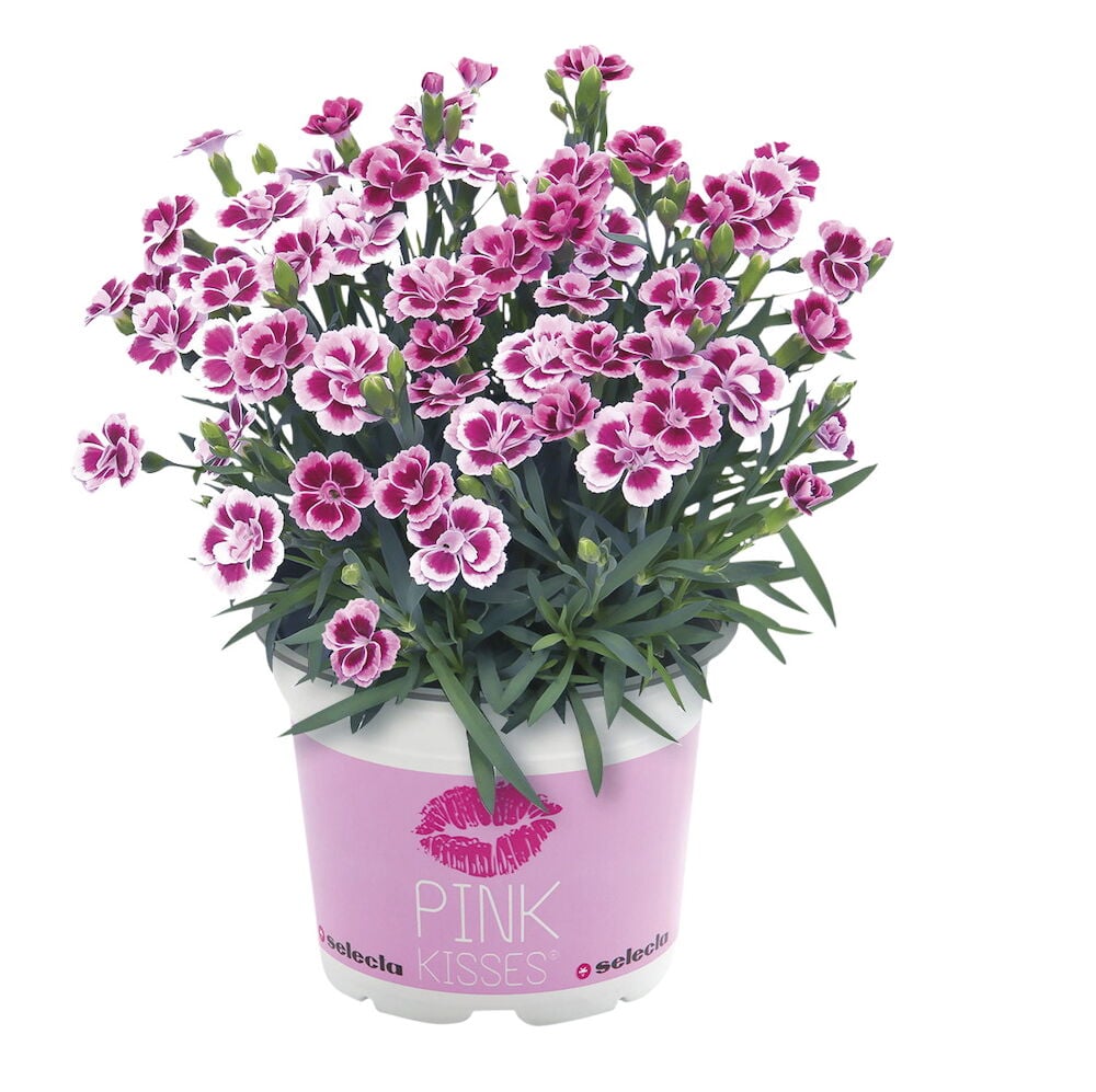 Vaaleanpunainen neilikka Pink Kisses valkoisessa muoviruukussa.