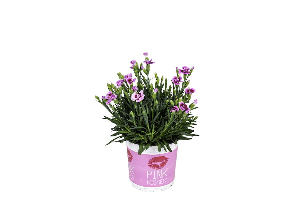 Rosa neilikka Pink Kisses ruukussa, jossa on kukkia.