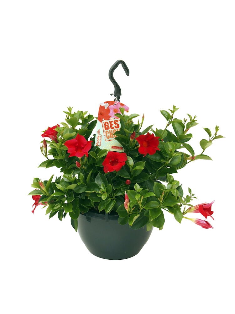 Vihreä roikkuva ruukku punaisilla trumpettimaisilla kukilla.