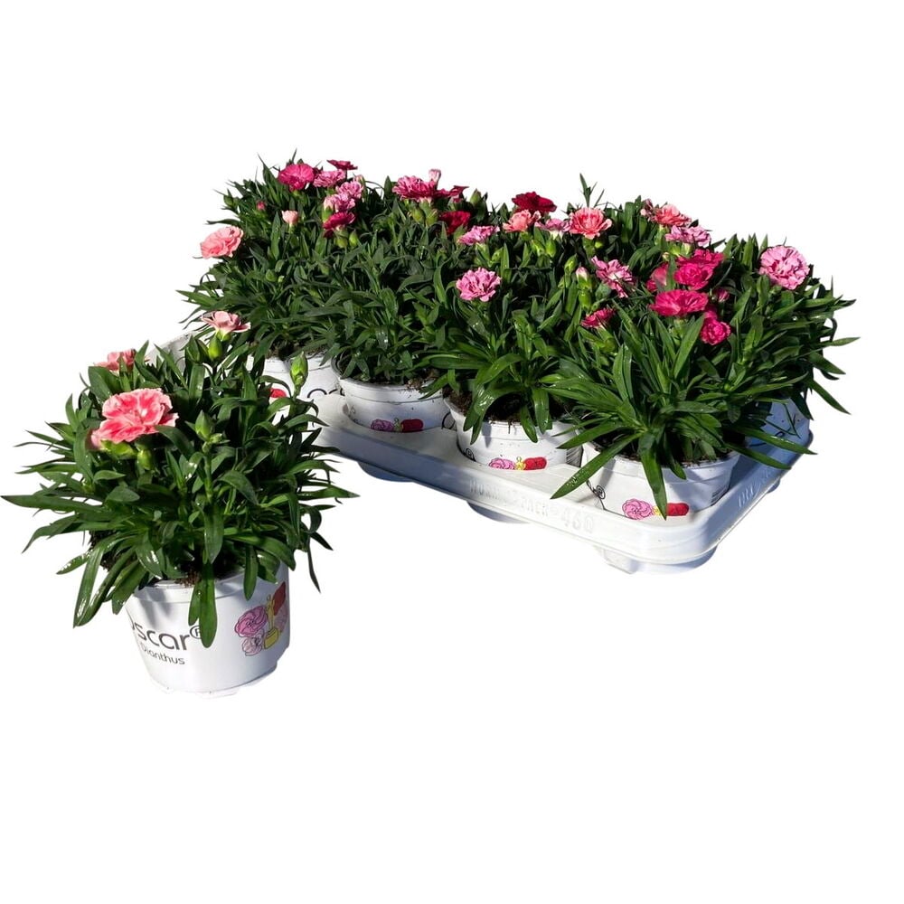 Neilikka valkoisessa ruukussa, jossa on vaaleanpunaisia kukkia.