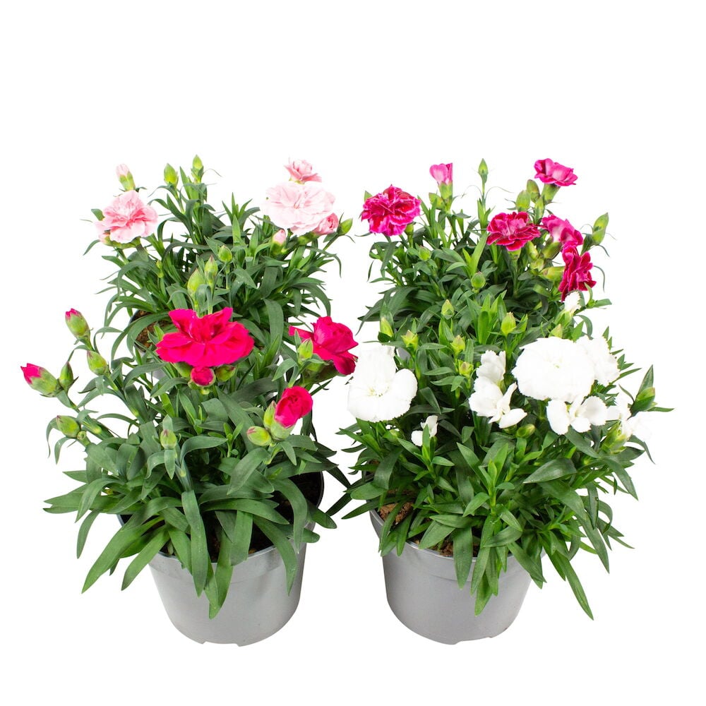 Kaksi ruukkua vaaleanpunaisilla ja valkoisilla neilikoilla.