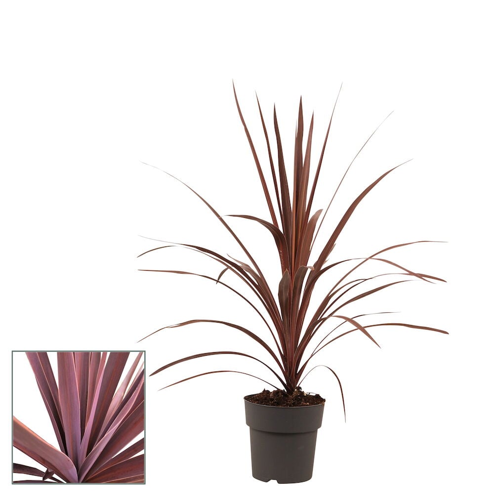 Punalehtinen kordyline mustassa muoviruukussa.