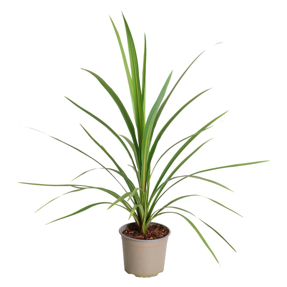 Vihreä Verililjapuu 17 cm kasvi pitkillä lehdillä vaaleanbeigessä ruukussa.