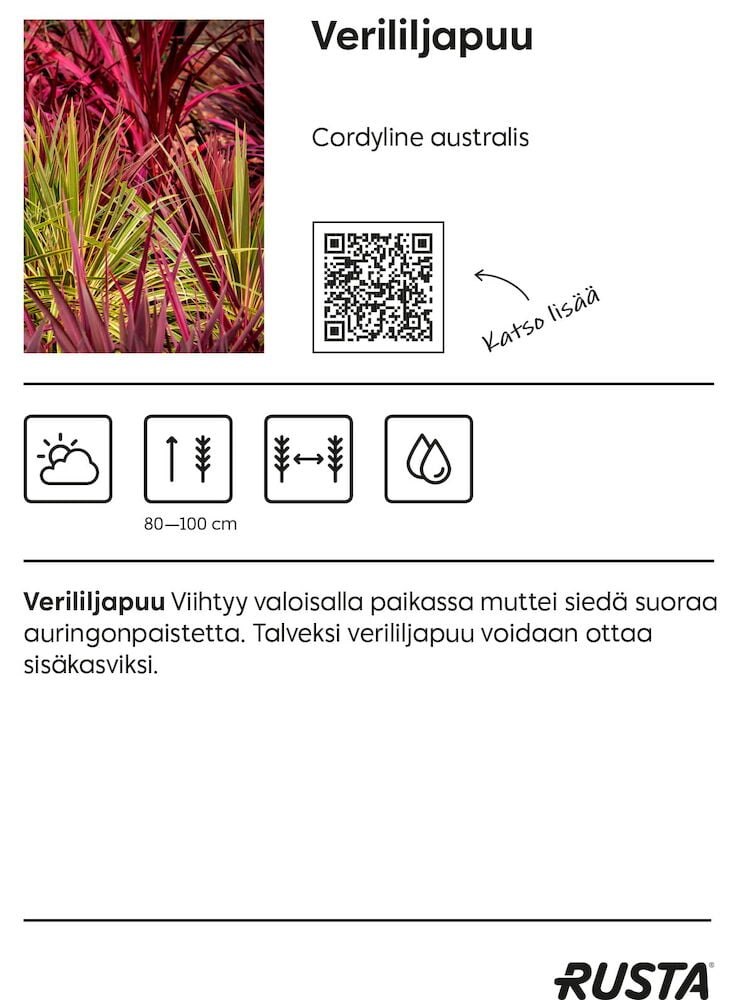 Kordyline punaisilla lehdillä ruukussa.