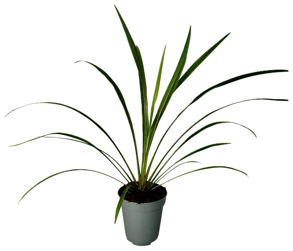 Verililjapuu 13 cm Vihreä kasvi pitkillä, kapeilla vihreillä lehdillä harmaassa ruukussa.