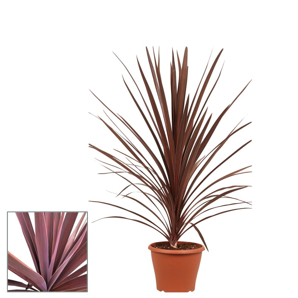 Punainen Verililjapuu 21 cm -kasvi ruskeassa ruukussa, jossa on pitkät, kapeat, punaruskeat lehdet.