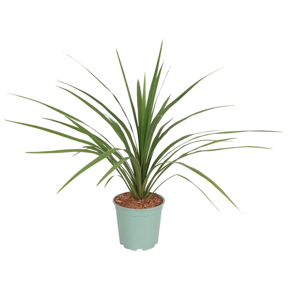 Vihreä Verililjapuu 21 cm Vihreä kasvi, jolla on pitkät lehdet, on vaaleanvihreässä ruukussa.