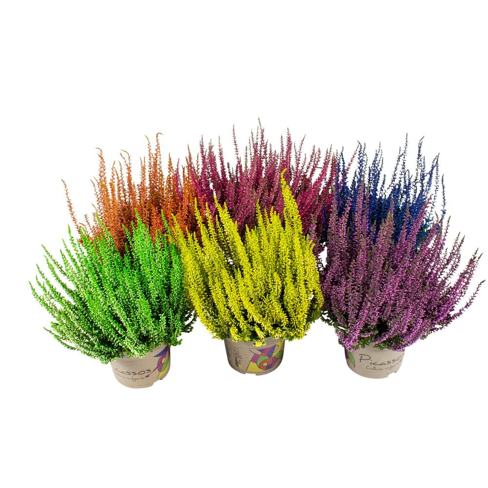 Värjätty Calluna 12 cm kasveja vihreänä, oranssina, keltaisena, pinkkinä, sinisenä ja violettina.