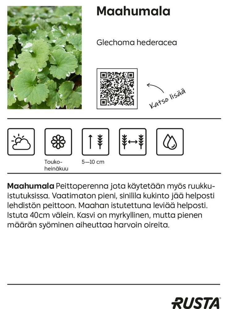 Vihreät maahumalan lehdet peittävät maan tiiviisti.