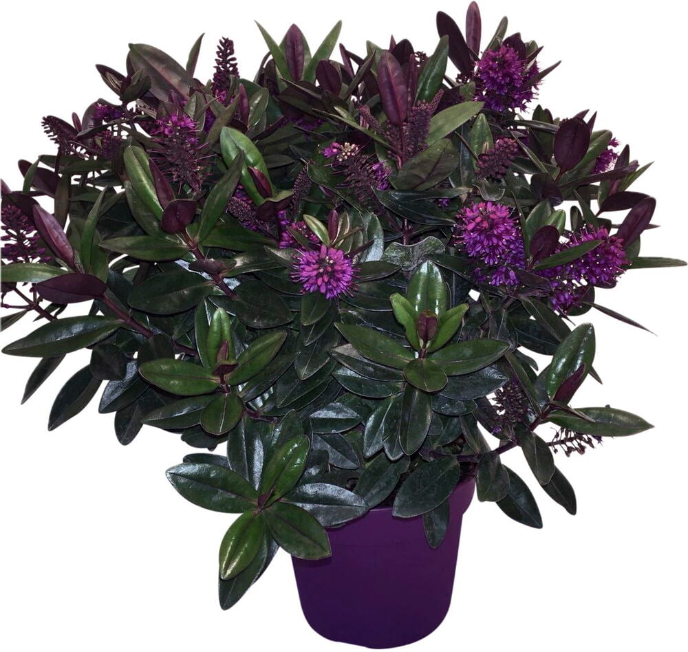 Pensastädyke 18 cm Veronica Variegata -kasvi tummanvihreillä ja violeteilla lehdillä ja eloisilla violeteilla kukilla violetissa ruukussa.