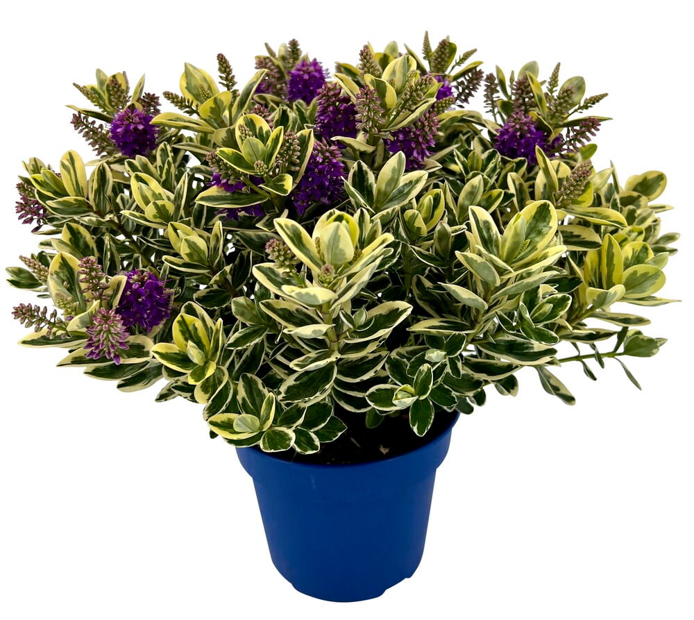 Pensastädyke 18 cm Veronica Variegata -kasvi, jossa kirjavat lehdet ja violetit kukat sinisessä ruukussa.