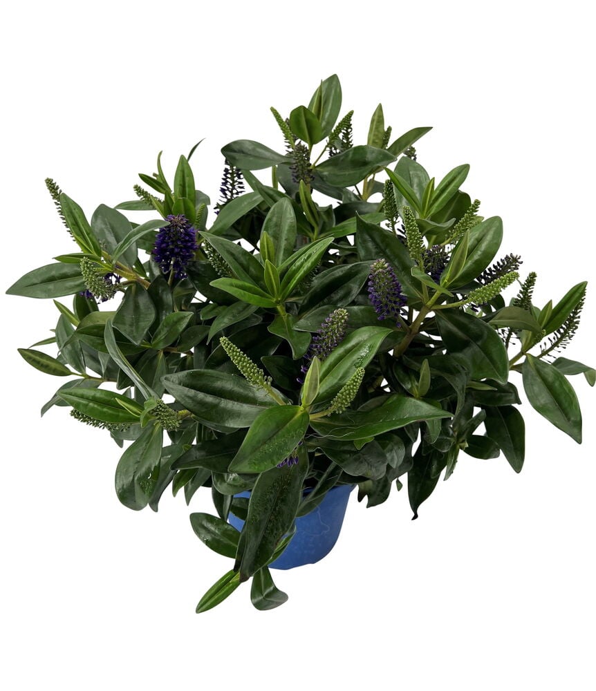Pensastädyke 18 cm Veronica Mix kasvi, jossa tummanvihreät lehdet ja violetit kukat pyöreässä sinisessä ruukussa.