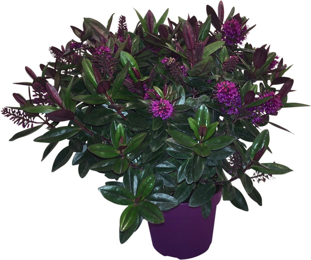 Pensastädyke 18 cm Veronica Mix tummanvihreillä lehdillä ja violetinvärisillä kukilla violetissa ruukussa.