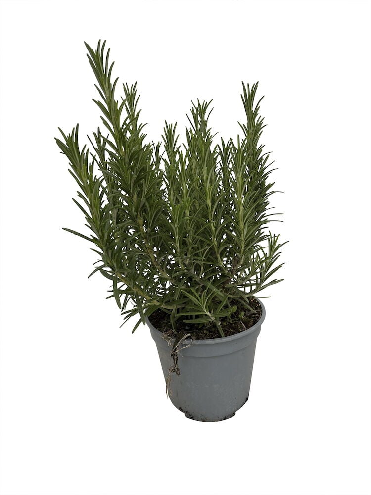 Vihreä rosmariinikasvi harmaassa muoviruukussa.