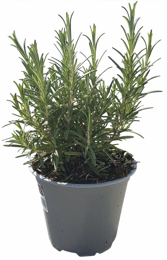 Pensastava rosmariinikasvi harmaassa ruukussa, vihreät lehdet.
