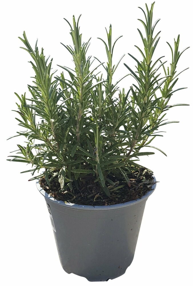 Vihreä rosmariinikasvi harmaassa muoviruukussa.