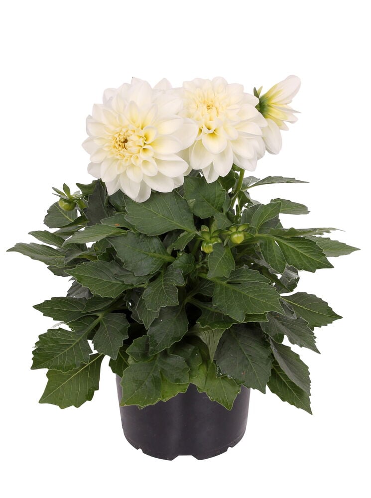 Daalia 12 cm kasvi valkoisilla kukilla, vihreillä lehdillä ja nupuilla mustassa ruukussa, edestä kuvattuna.