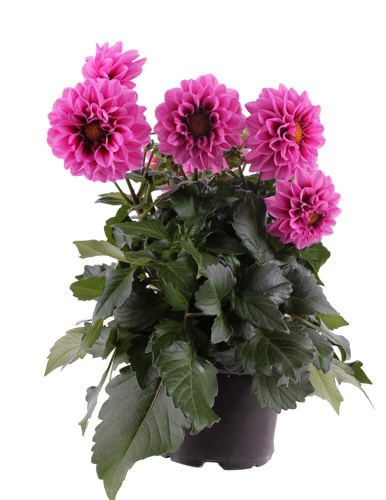 Daalia 12 cm kasvi, jossa on pinkkejä kukkia ja tummanvihreitä lehtiä mustassa ruukussa.
