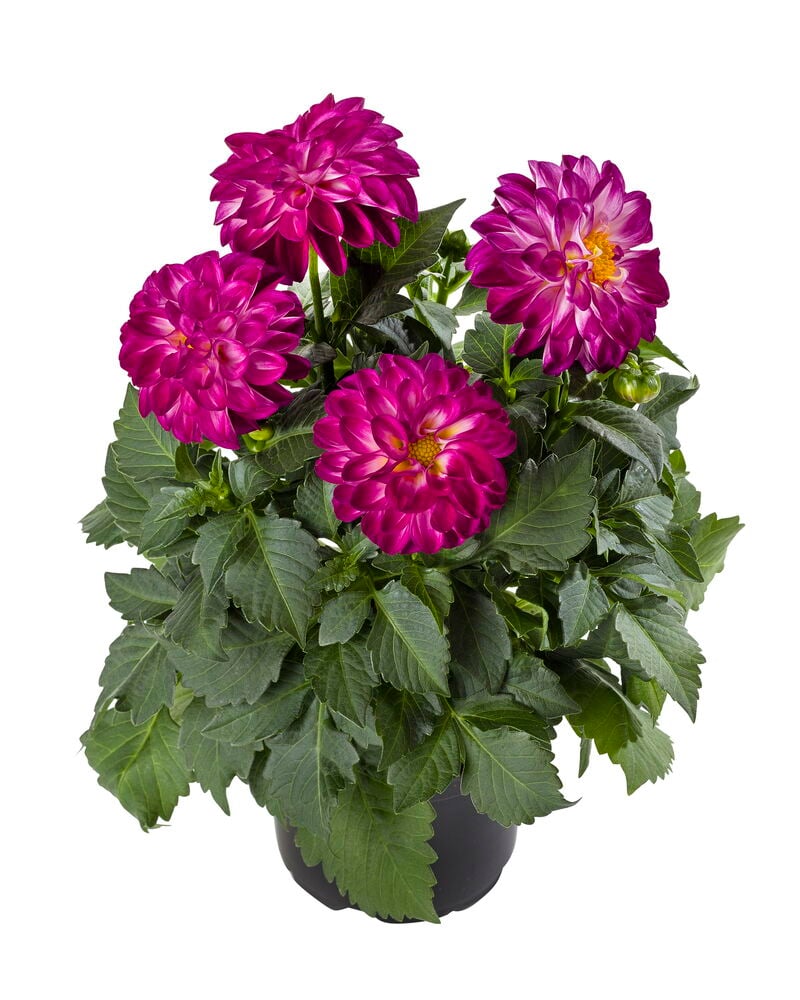Daalia 12 cm ruukkukasvi, jossa neljä kirkkaan magenta-valkoista kukkaa ja vihreitä lehtiä.