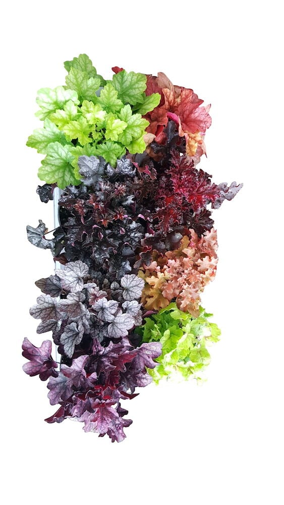 Keijunkukka 12 cm, valikoima keijunkukkia, joissa on lehtiä vihreän, punaisen, violetin ja oranssin sävyissä.