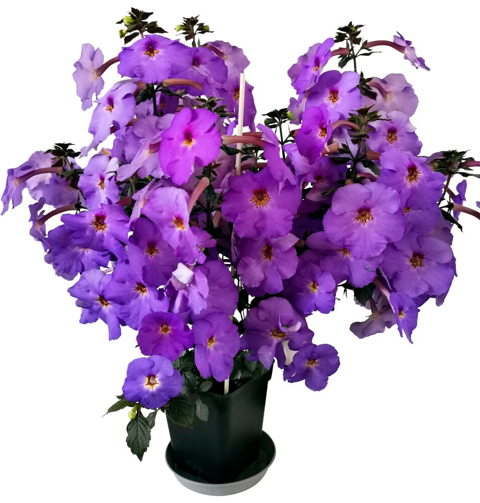 Vihreä ruukku, jossa reheviä violetin värisiä kukkia.