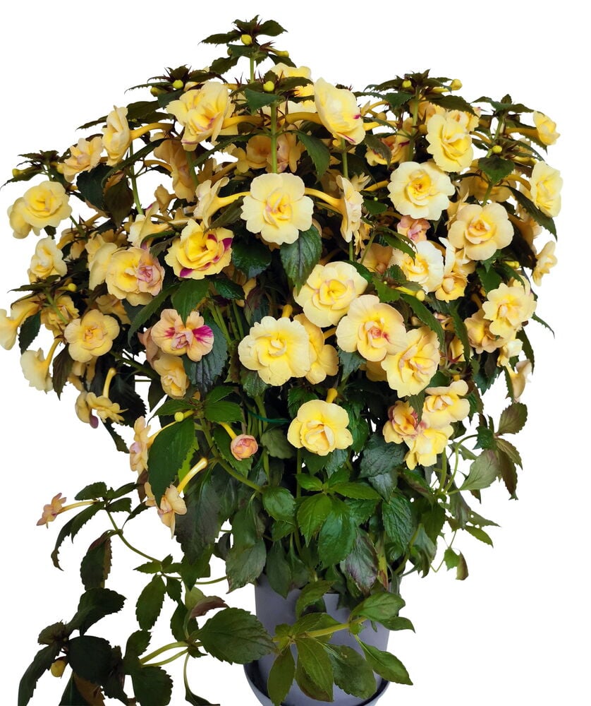 Keltainen kukkiva kasvi harmaassa ruukussa.