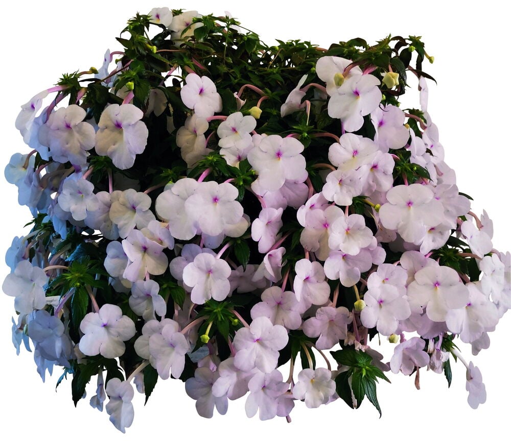 Vaaleanlila kukkiva kasvi vihreillä lehdillä.