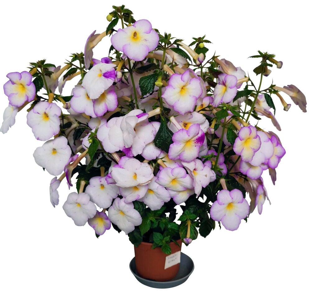 Huonekasvi, jossa on paljon valkoisia ja violetteja kukkia.