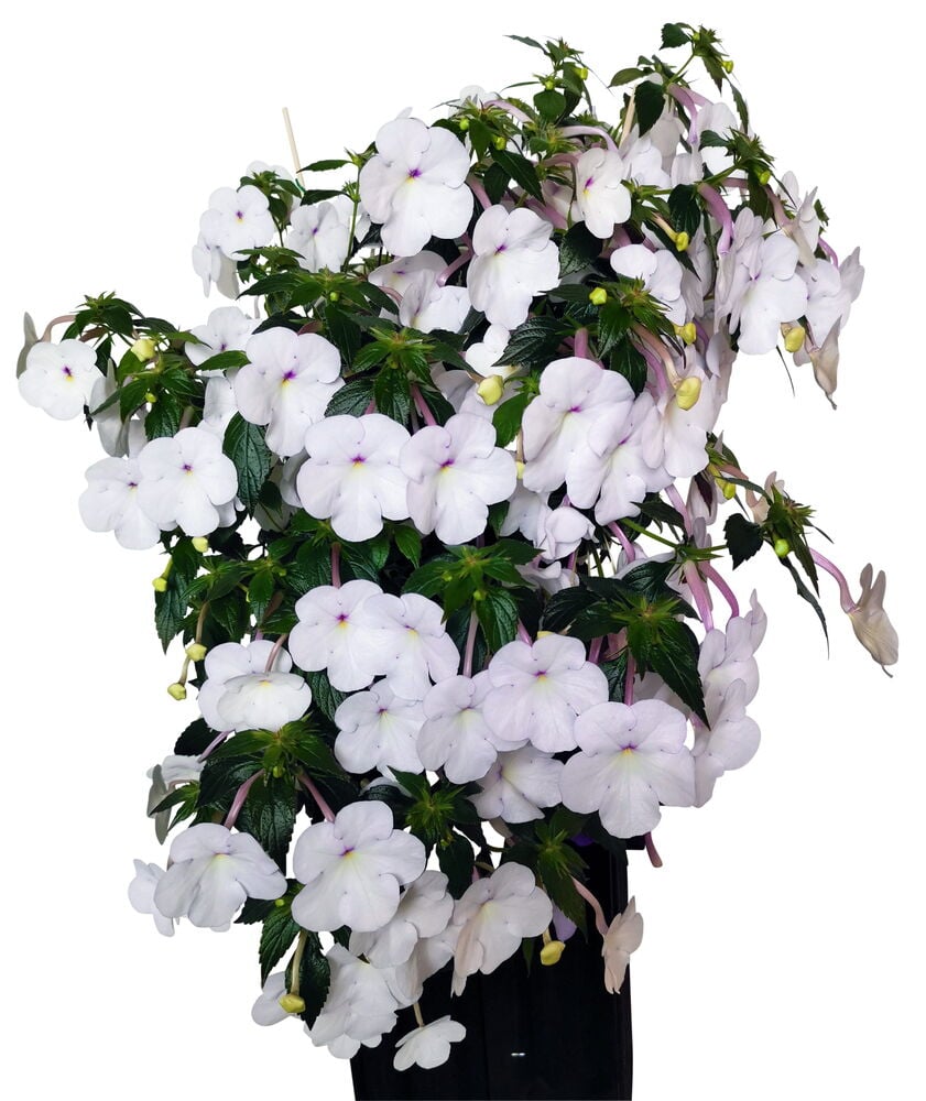 Valkoinen kukkiva kasvi mustassa ruukussa.