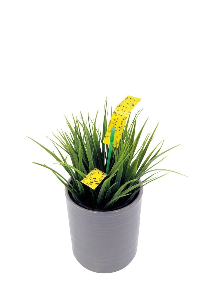 Keltainen hyönteisansa vihreässä huonekasvissa.