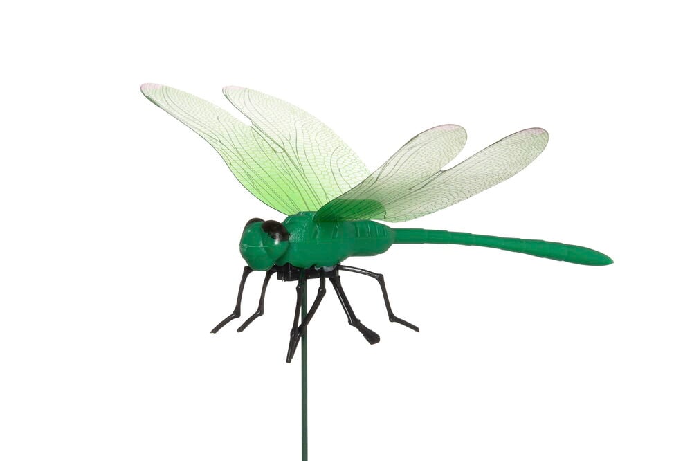 Vihreä Paarmapelätin Sudenkorento Antibit tikun päällä, läpinäkyvillä vihreillä siivillä, mustilla silmillä ja jaloilla.