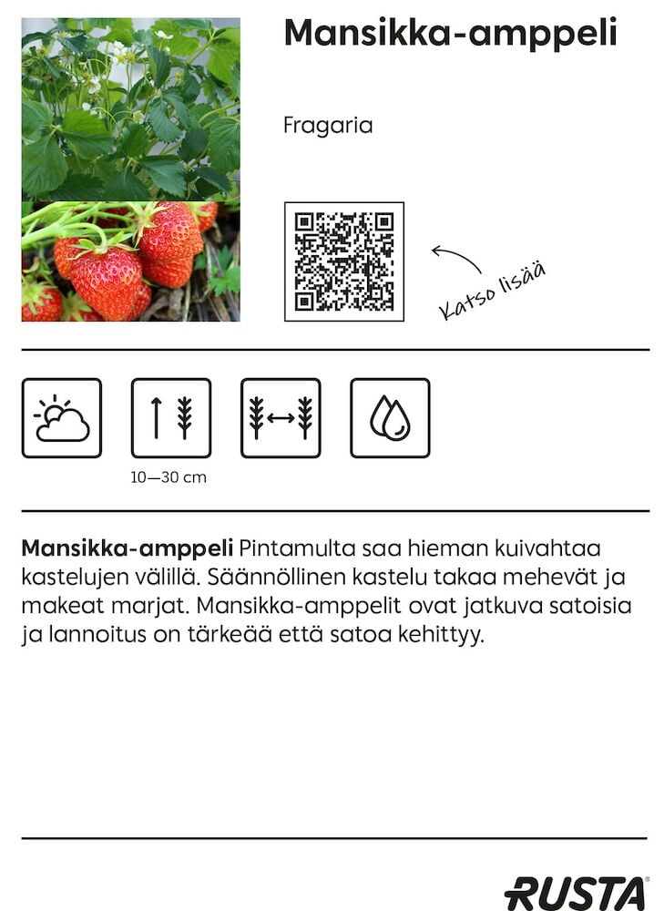 Punaiset mansikat amppelissa vihreiden lehtien keskellä.