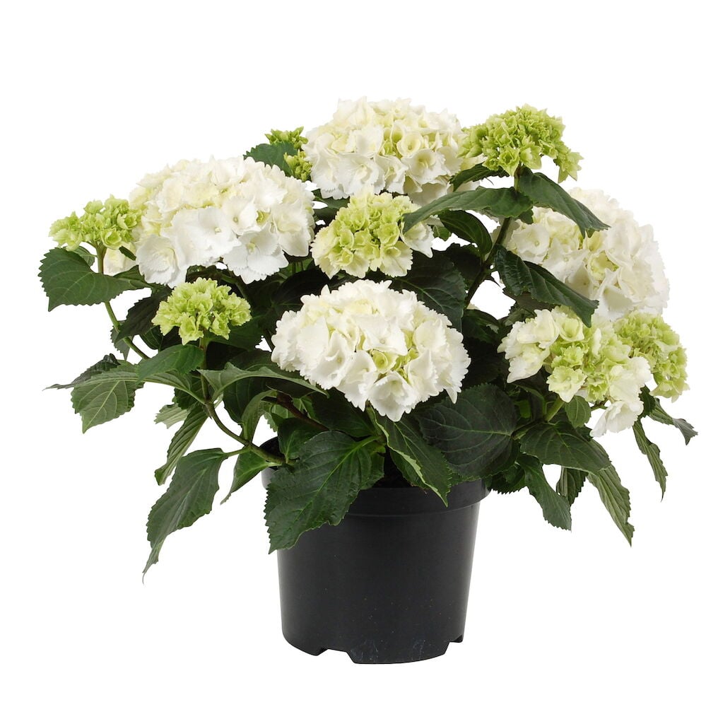 Valkoinen hortensia mustassa muoviruukussa vihreine lehtineen.