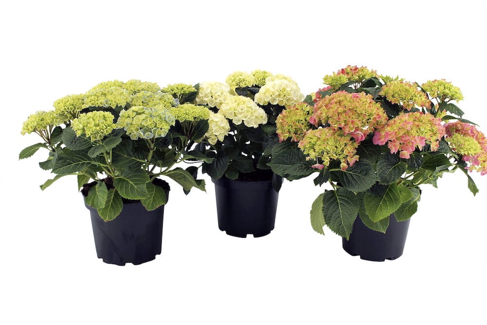 Kolme hortensiaa mustissa muoviruukuissa.