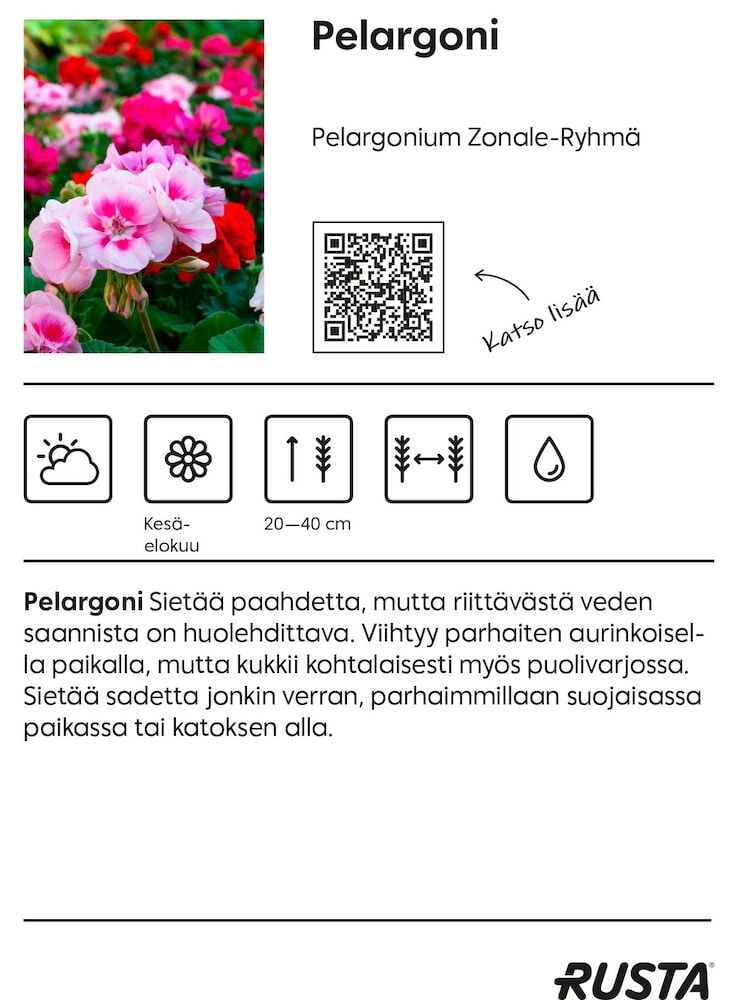 Lähikuva vaaleanpunaisista ja valkoisista pelargonikukista.