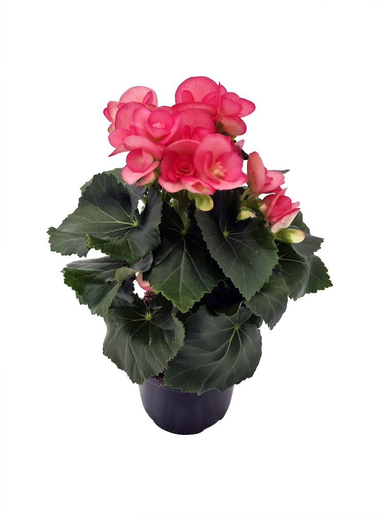 Vaaleanpunainen begonia mustassa ruukussa vihreillä lehdillä.