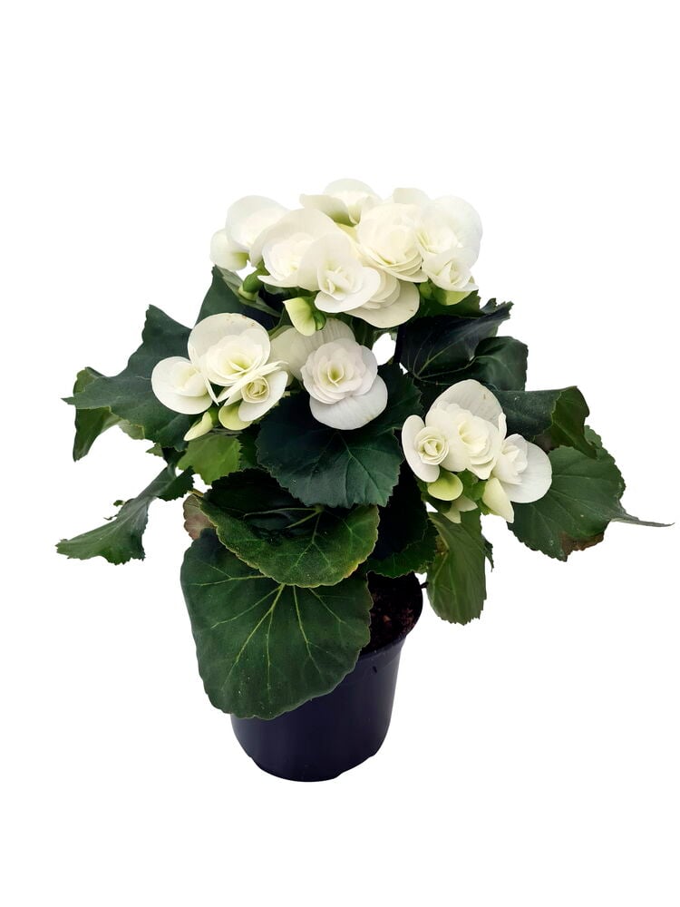 Valkoinen begonia, jolla on tummanvihreät lehdet ruukussa.