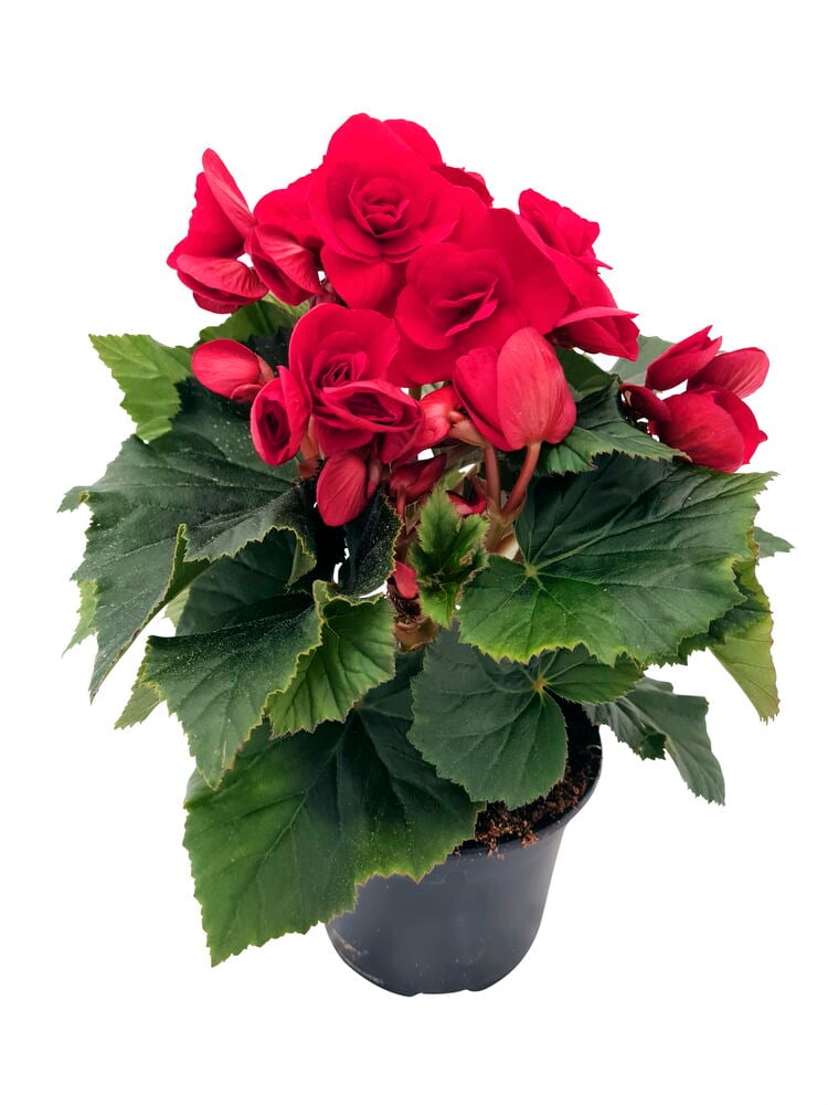 Punainen kukkiva begonia dragon wing mustassa ruukussa.