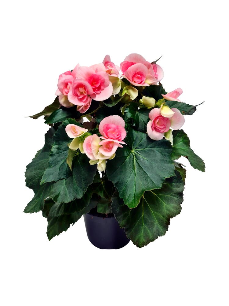 Vaaleanpunainen begonia mustassa ruukussa, jossa on vihreät lehdet.