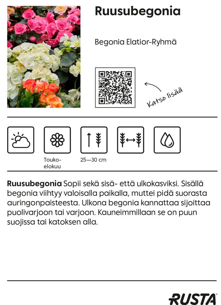 Useita värikkäitä begonian kukkia ulkona puolivarjossa.