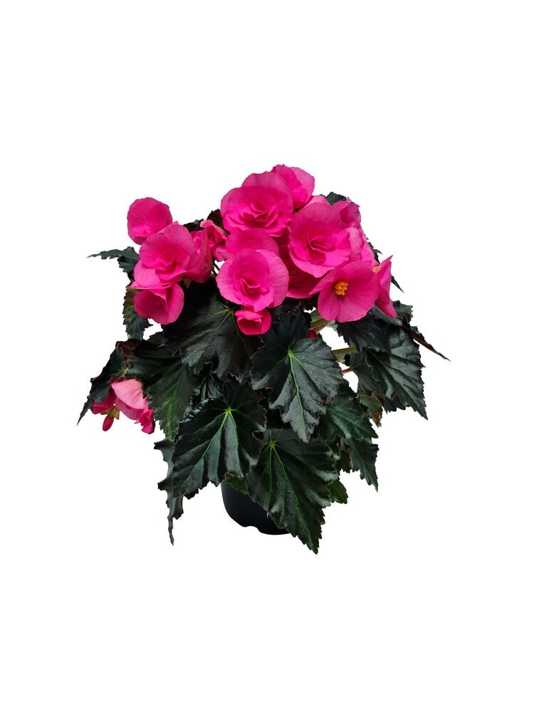 Vaaleanpunainen begonia, jossa vihreät lehdet ruukussa.